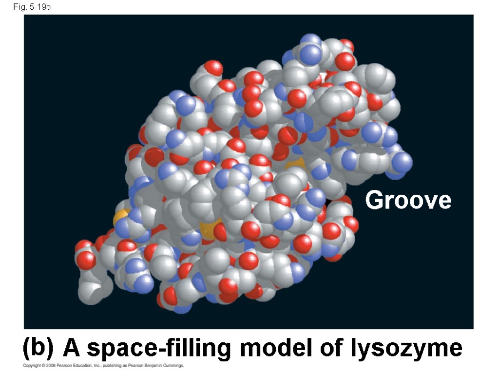 Fig. 5-19b (b) A space-filling model of lysozyme Groove